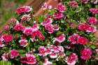 Issaquah, Washington State, USA. Dianthus Floral Lace Picotee flowers in bloom. Art Print